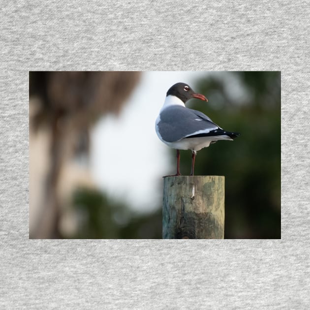 seagull on pole by sarelitay